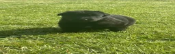 German Shepherd dogs for sale: German shepherd puppies  - Advert 4