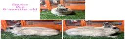 Netherland Dwarf rabbits for sale: Pure breed Netherlands dwarf  - Advert 3