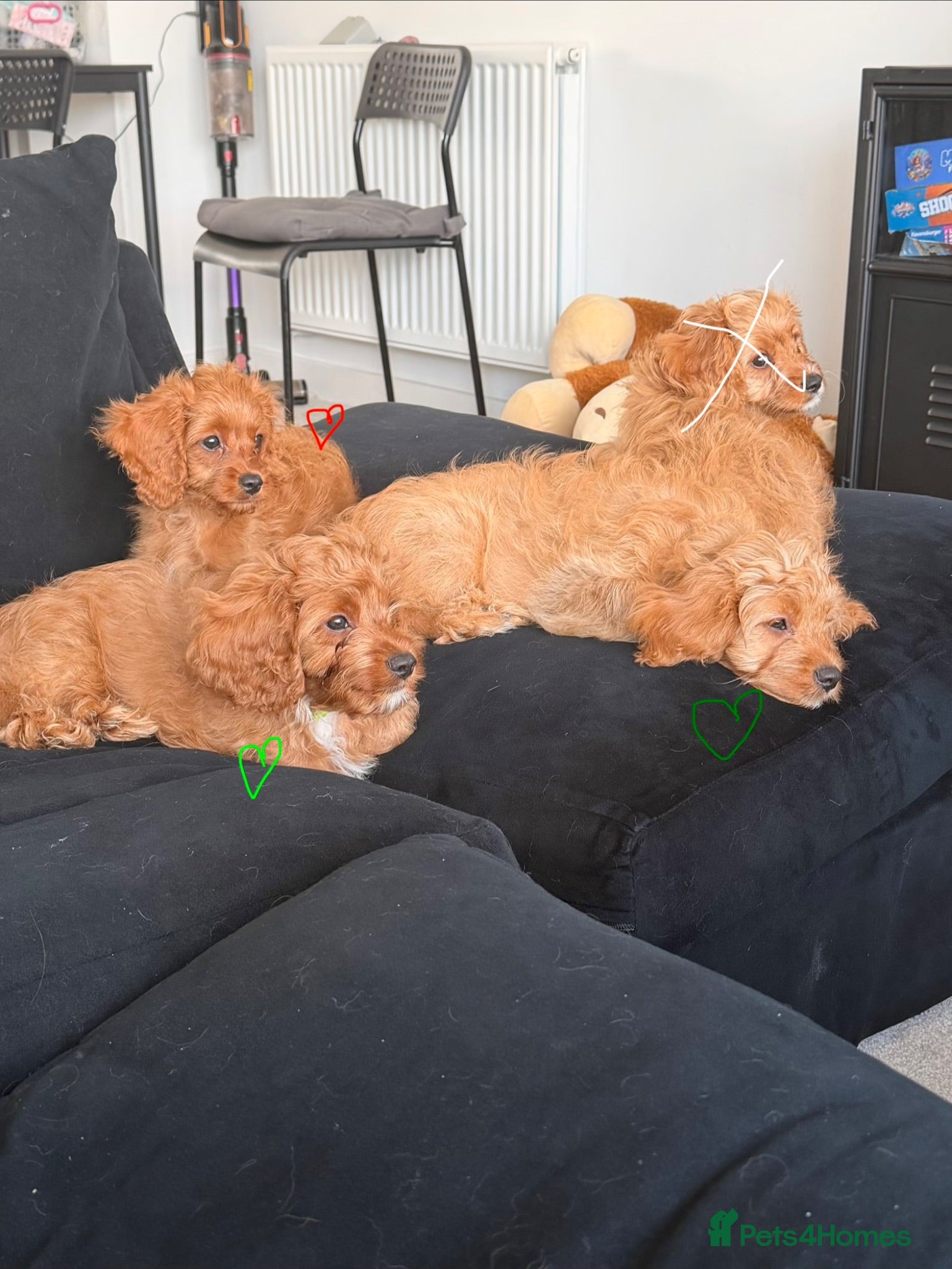 Cavapoo dogs for sale: ✨ TINY Fox Red F1 Cavapoos ✨ - Advert 1