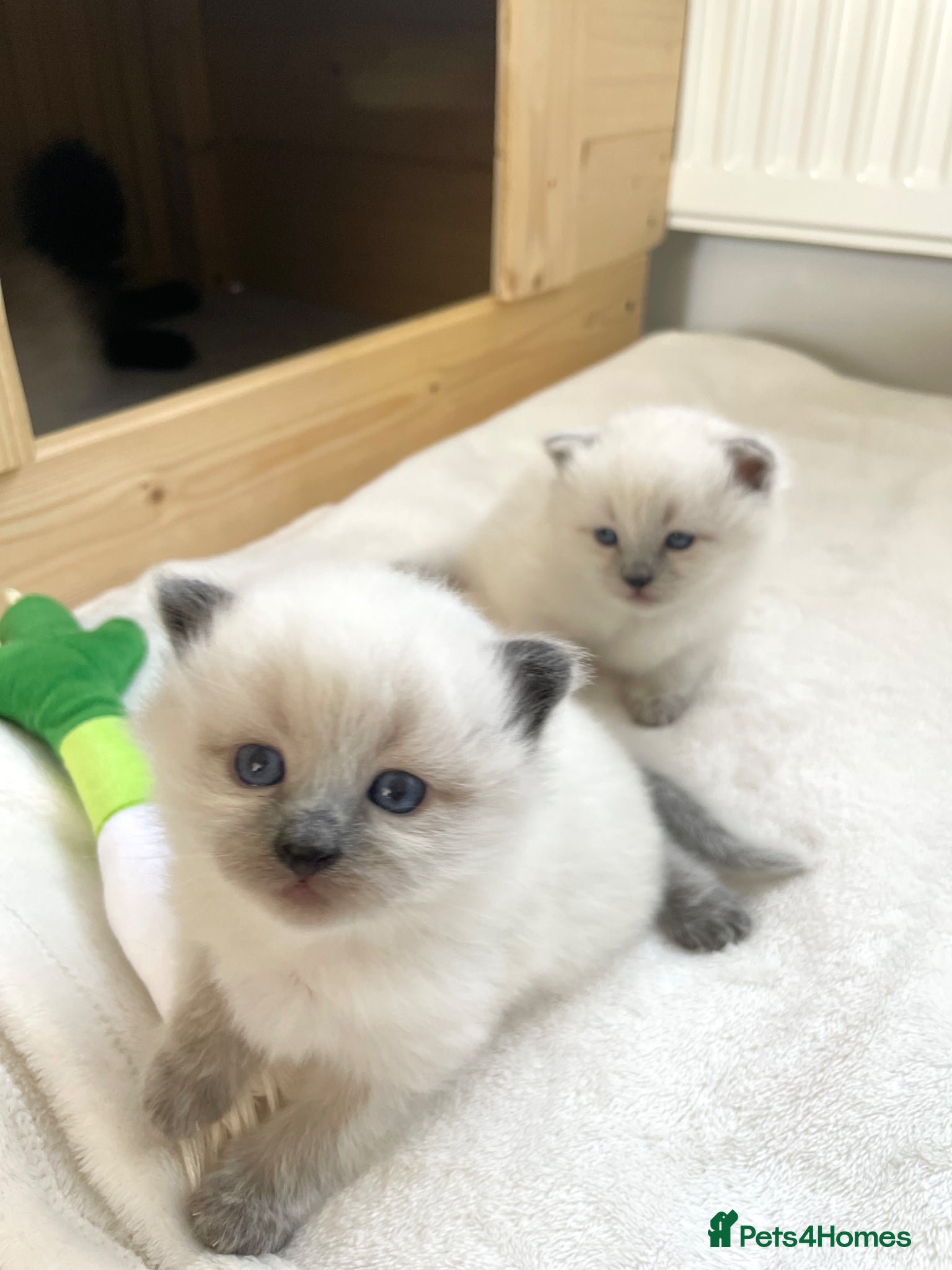 Siberian cats for sale: 2 Pure Neva Masquerade kittens available  - Advert 2