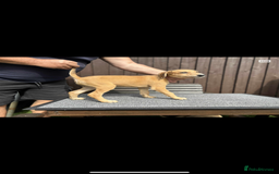Lurcher dogs for sale: Beautiful Lurcher Puppies – Well Bred, Ready Now! - Image 4