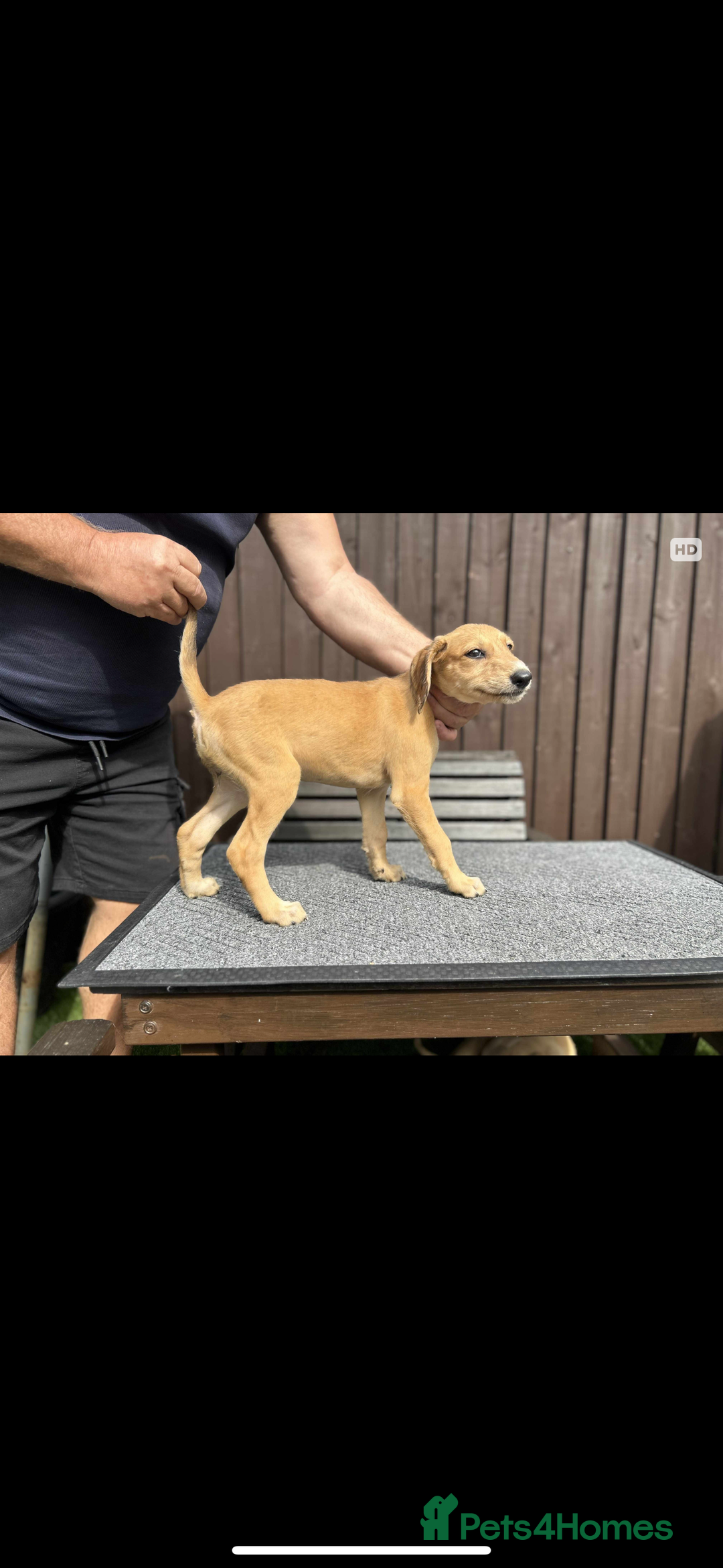 Lurcher dogs for sale: Beautiful Lurcher Puppies – Well Bred, Ready Now! - Image 4