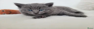 Bluey 