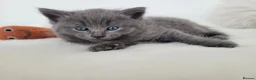 British Shorthair cats for sale: British shorthair kittens  - Advert 20