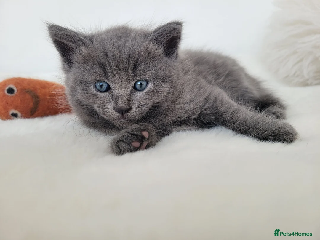 British Shorthair cats for sale: British shorthair kittens  - Advert 20