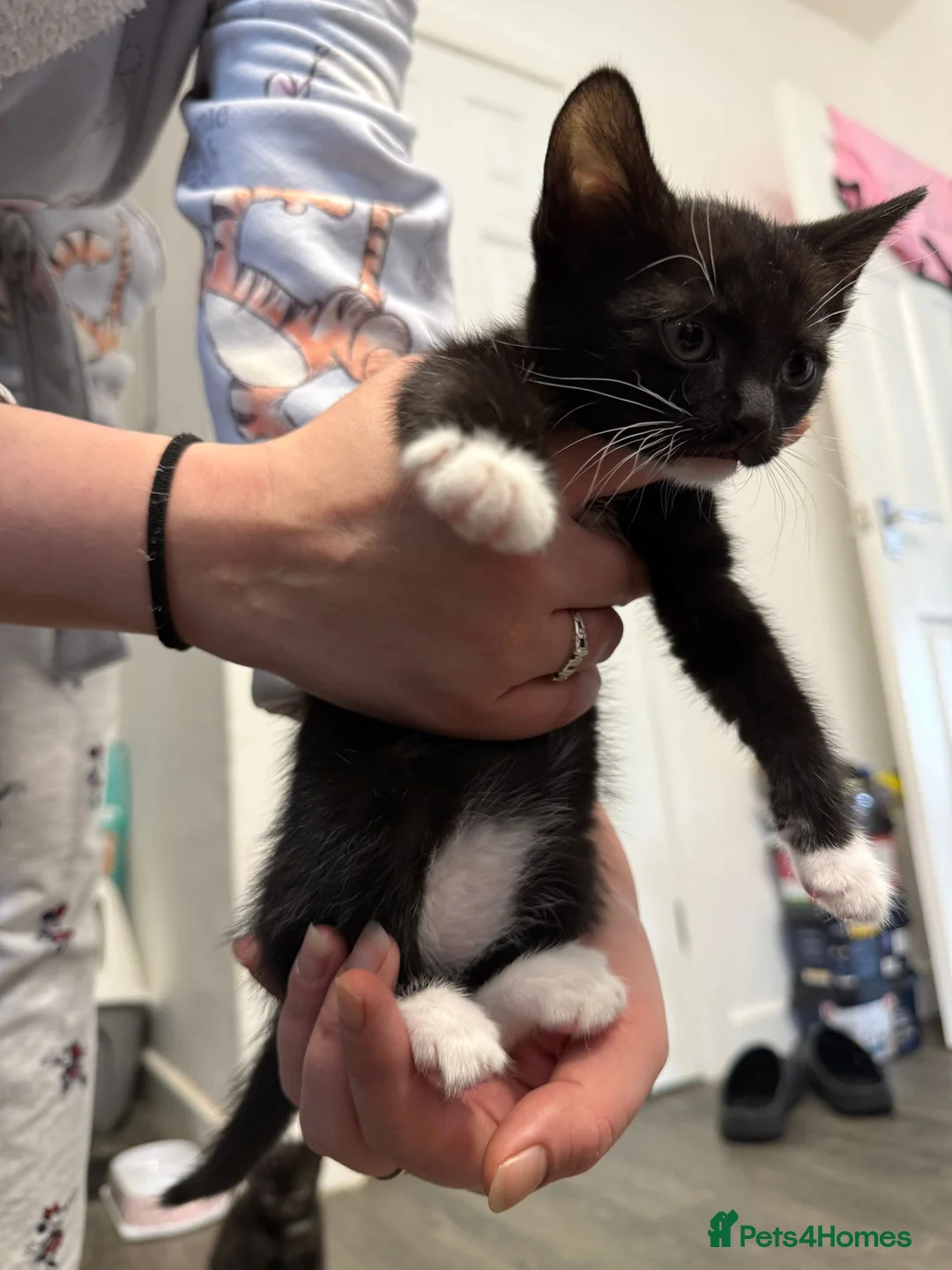 Mixed Breed cats for sale: Female kittens in Middlesbrough - Advert 3