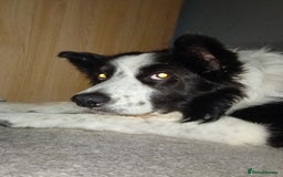 Border Collie dogs for stud: Border collie for stud - Image 2