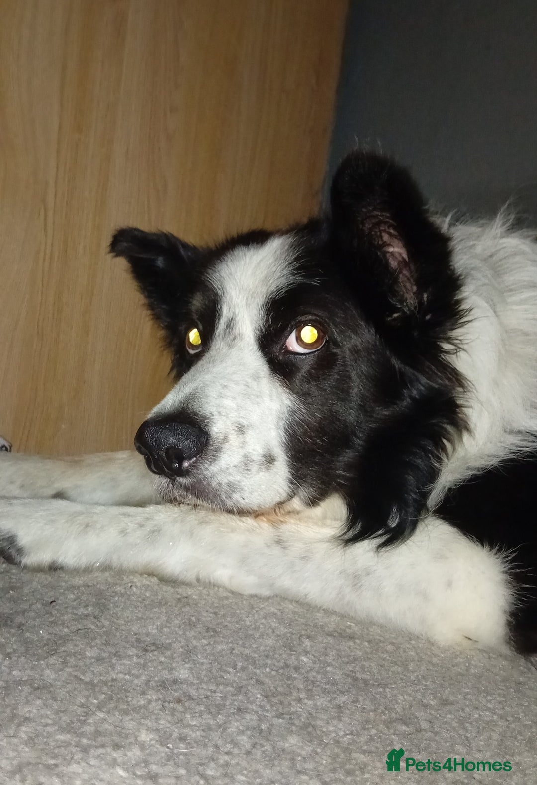 Border Collie dogs for stud: Border collie for stud - Image 2