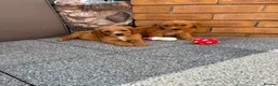 Cockalier dogs for sale:  Beautiful Cockalier puppies  - Advert 12