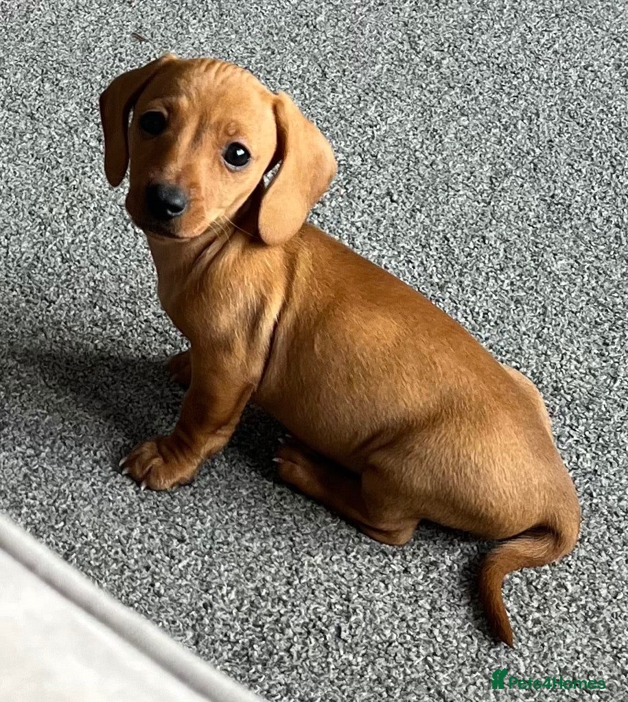 Miniature Dachshund dogs Beautiful little girl.  - Advert 2