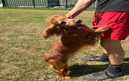 Cocker Spaniel dogs for sale: Beautiful, very friendly Cocker girls - Image 1