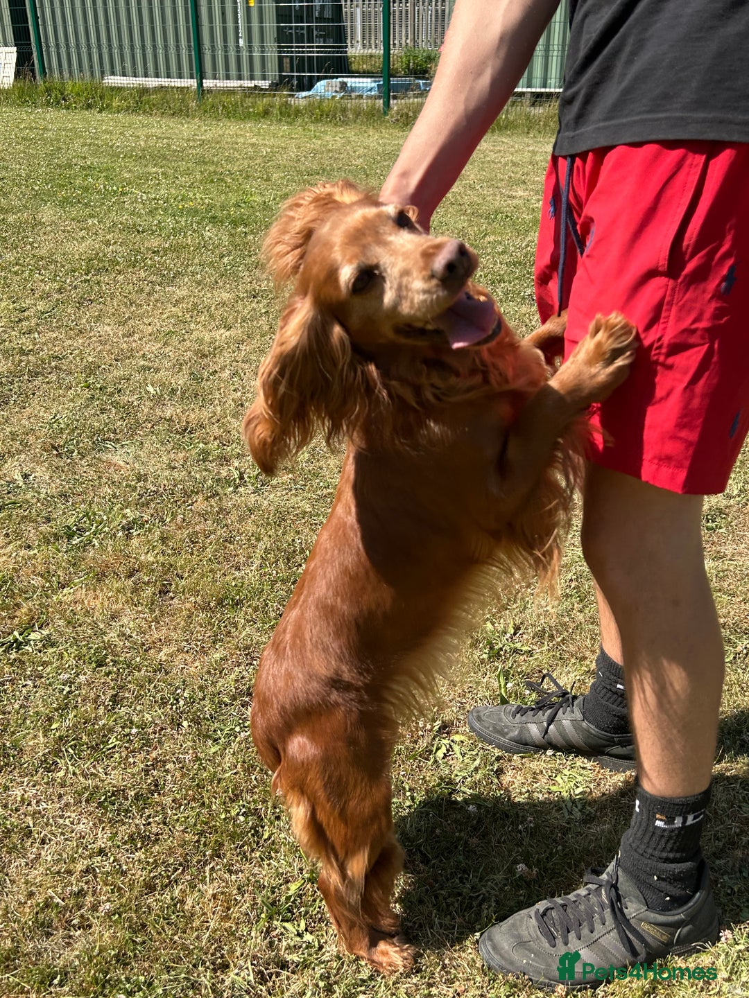Cocker Spaniel dogs for sale: Beautiful, very friendly Cocker girls - Image 1