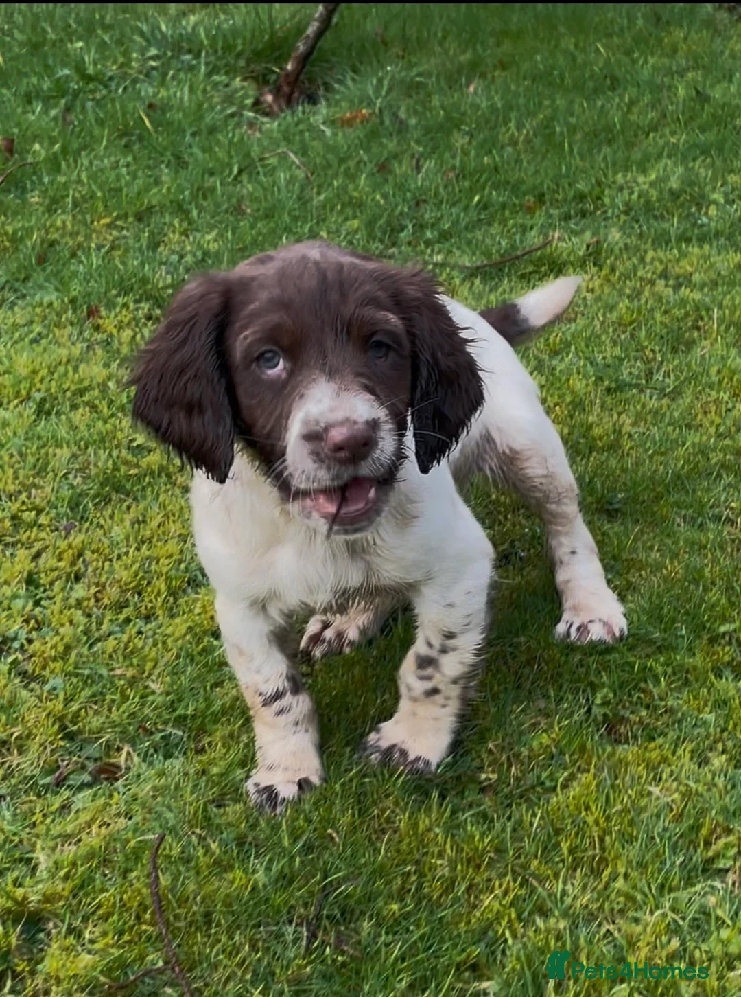 English Springer Spaniel dogs for sale: Dog puppies  - Advert 5