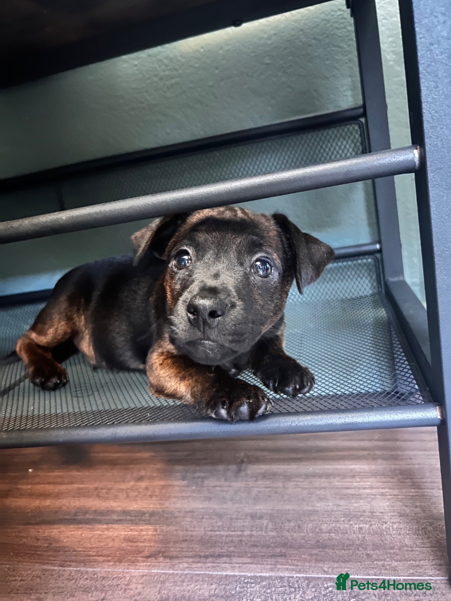 Patterjack dogs RARE & amazing coloured Patterjack pups!  - Advert 1
