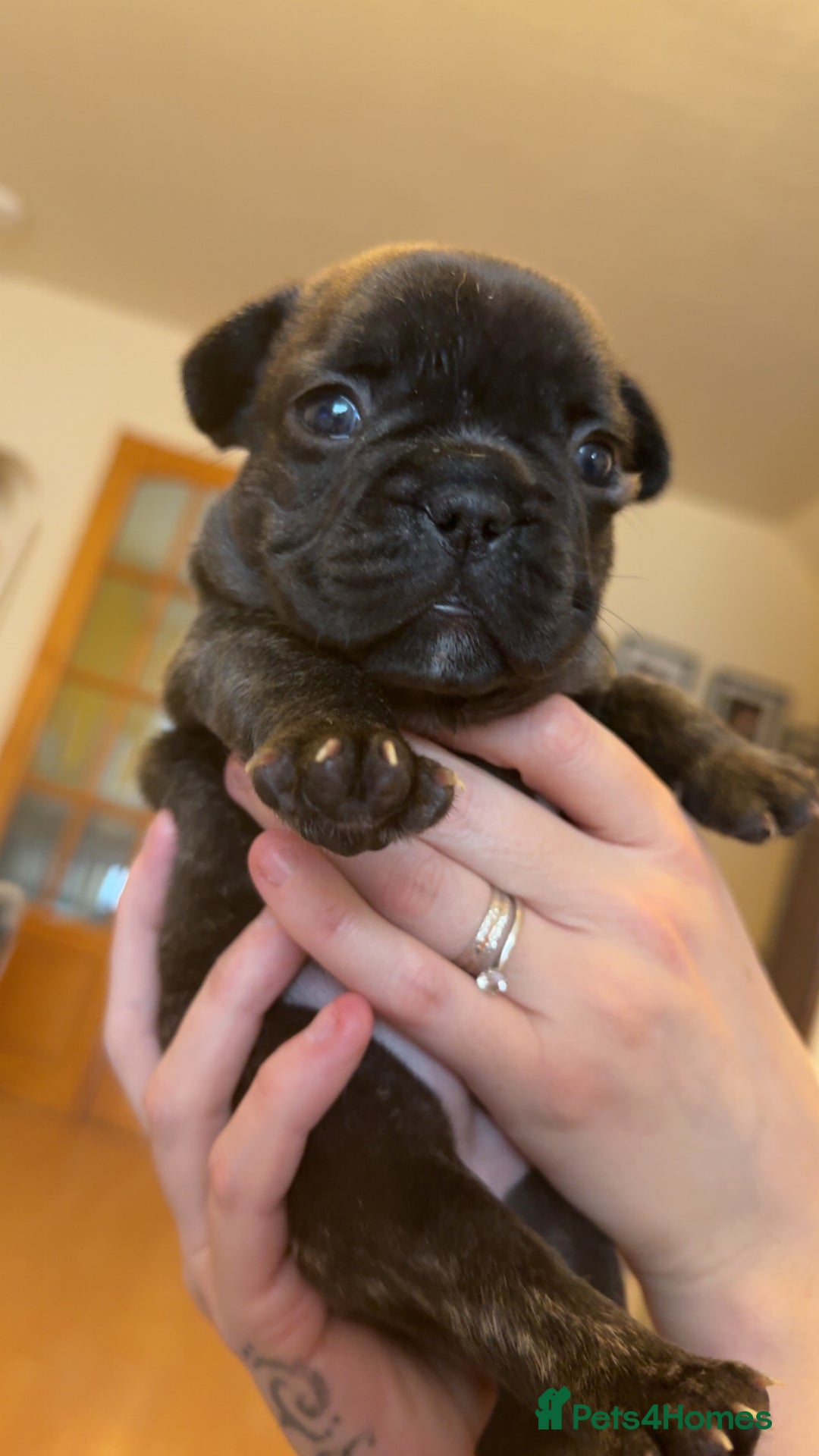 French Bulldog dogs for sale: French bulldog puppy’s  - Image 14