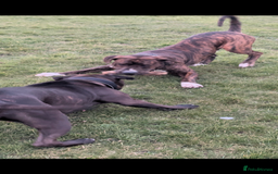 Mixed Breed dogs for sale: Presa x American Bulldog  - Advert 7