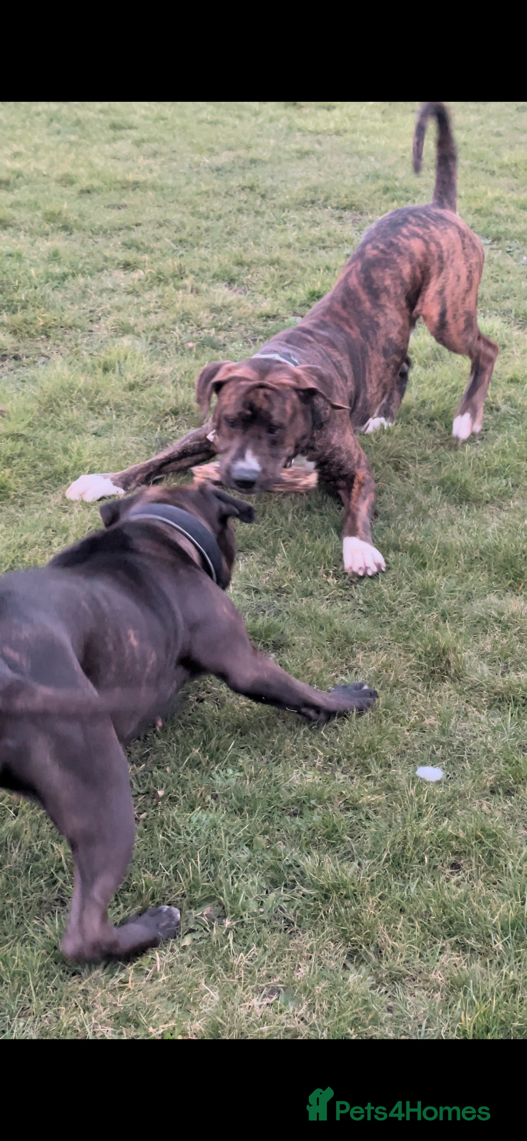 Mixed Breed dogs for sale: Presa x American Bulldog  - Advert 7