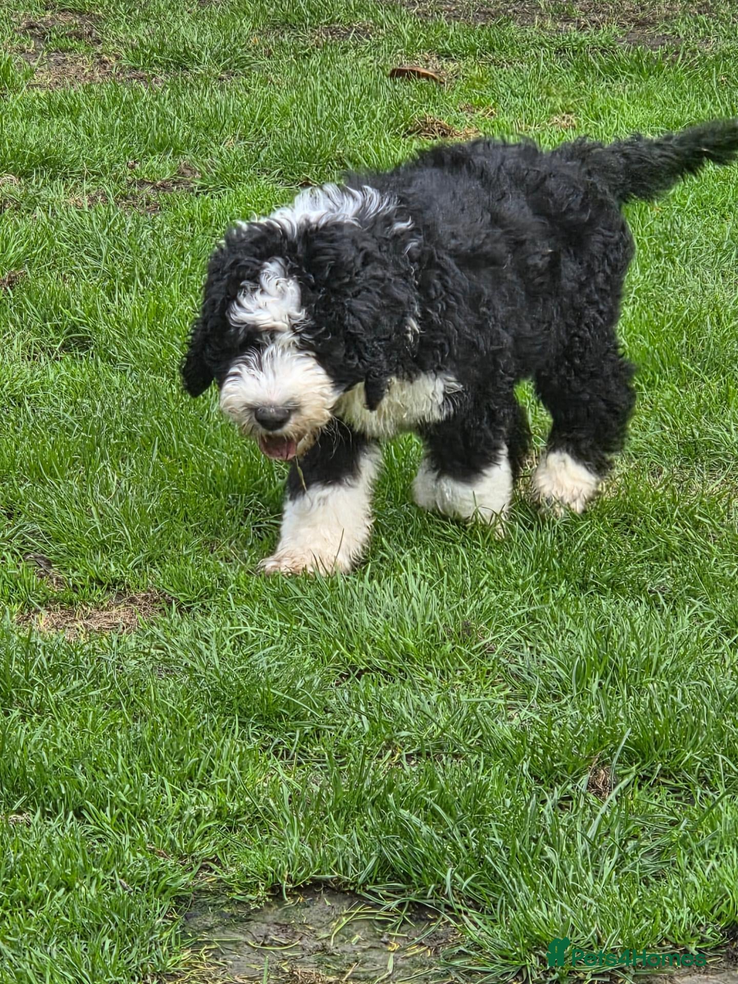 Old English Sheepdog dogs for sale: ONE HANDSOME MALE SHEEPADOODLE AVAILABLE  - Advert 1