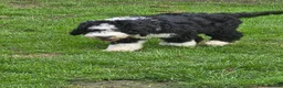 Old English Sheepdog dogs for sale: ONE HANDSOME MALE SHEEPADOODLE AVAILABLE  - Advert 1