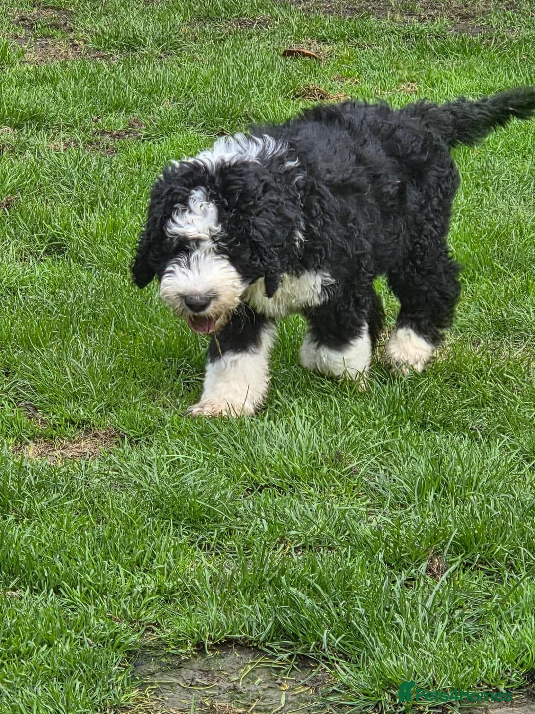 Old English Sheepdog dogs for sale: ONE HANDSOME MALE SHEEPADOODLE AVAILABLE  - Advert 1