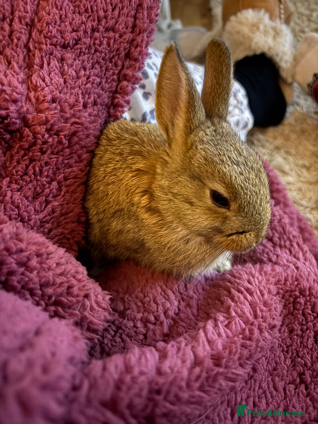 Netherland Dwarf rabbits for sale: Netherland Dwarf Rabbit - Advert 2