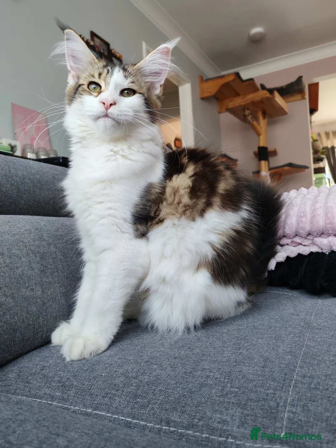 Maine Coon cats for sale: Amazing purebreed maine coon 😍  - Advert 1