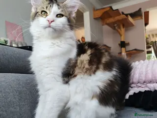 Maine Coon cats Amazing purebreed maine coon 😍 - Advert 6