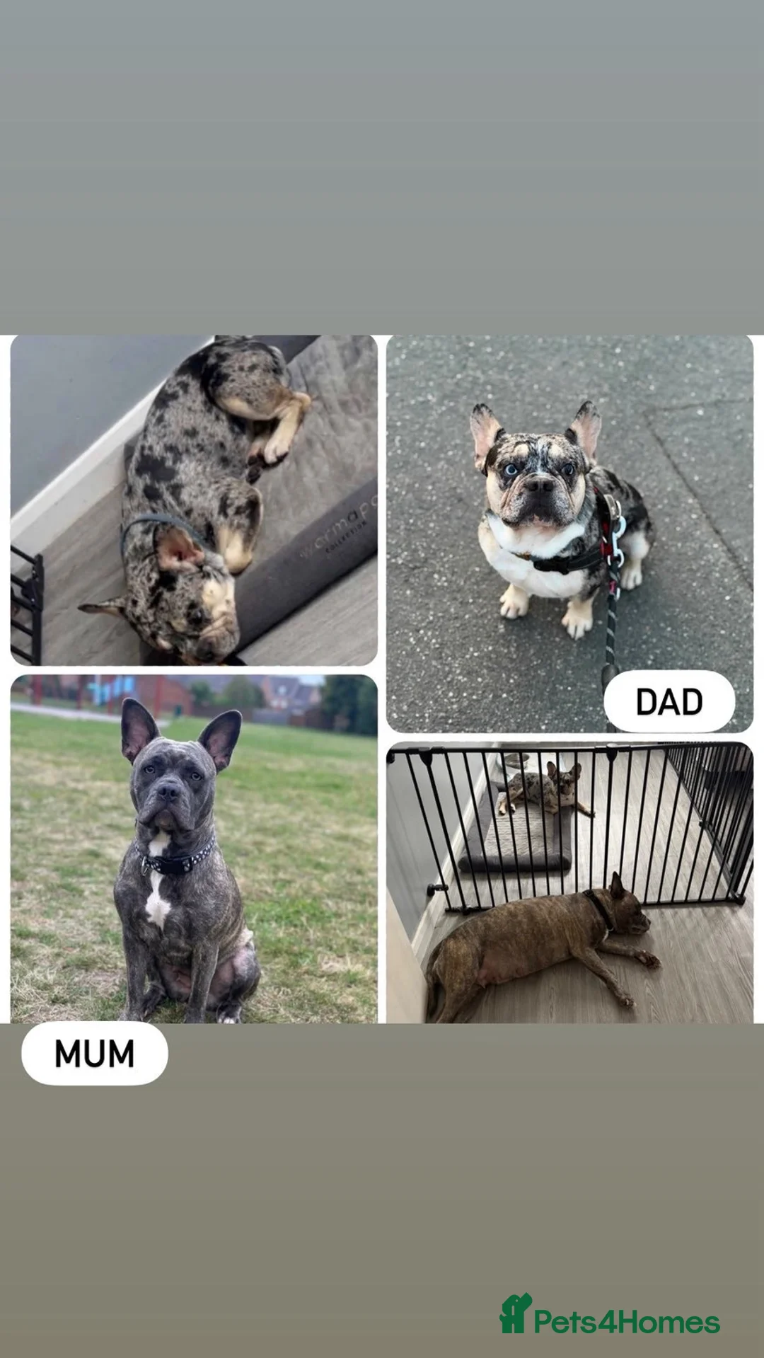 French Bulldog dogs for sale: 3 quarters frenchie quarter staff in Wokingham - Advert 2