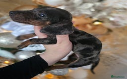 Dachshund dogs for sale: Daschund puppies - Advert 13