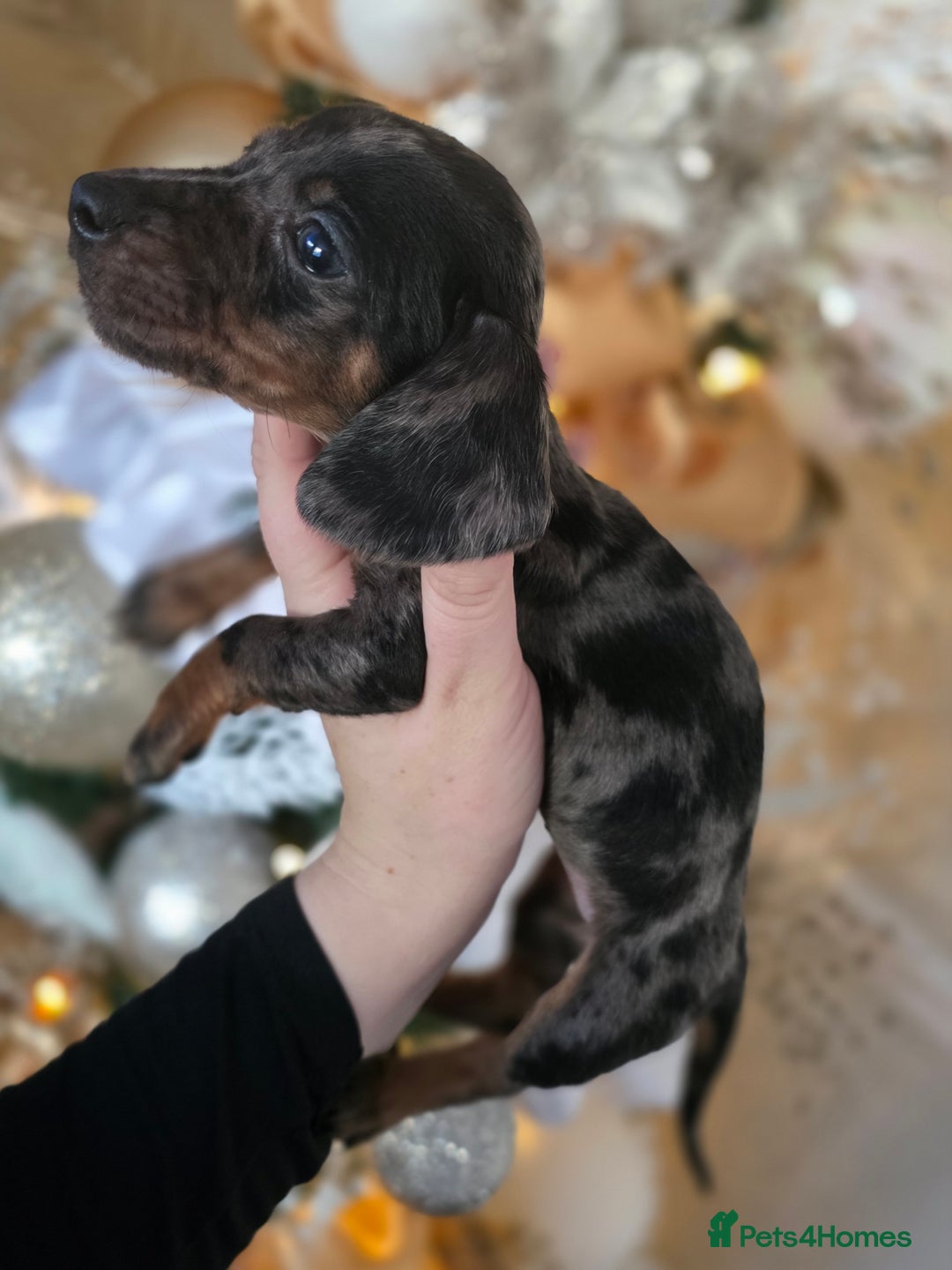 Dachshund dogs for sale: Daschund puppies - Advert 13