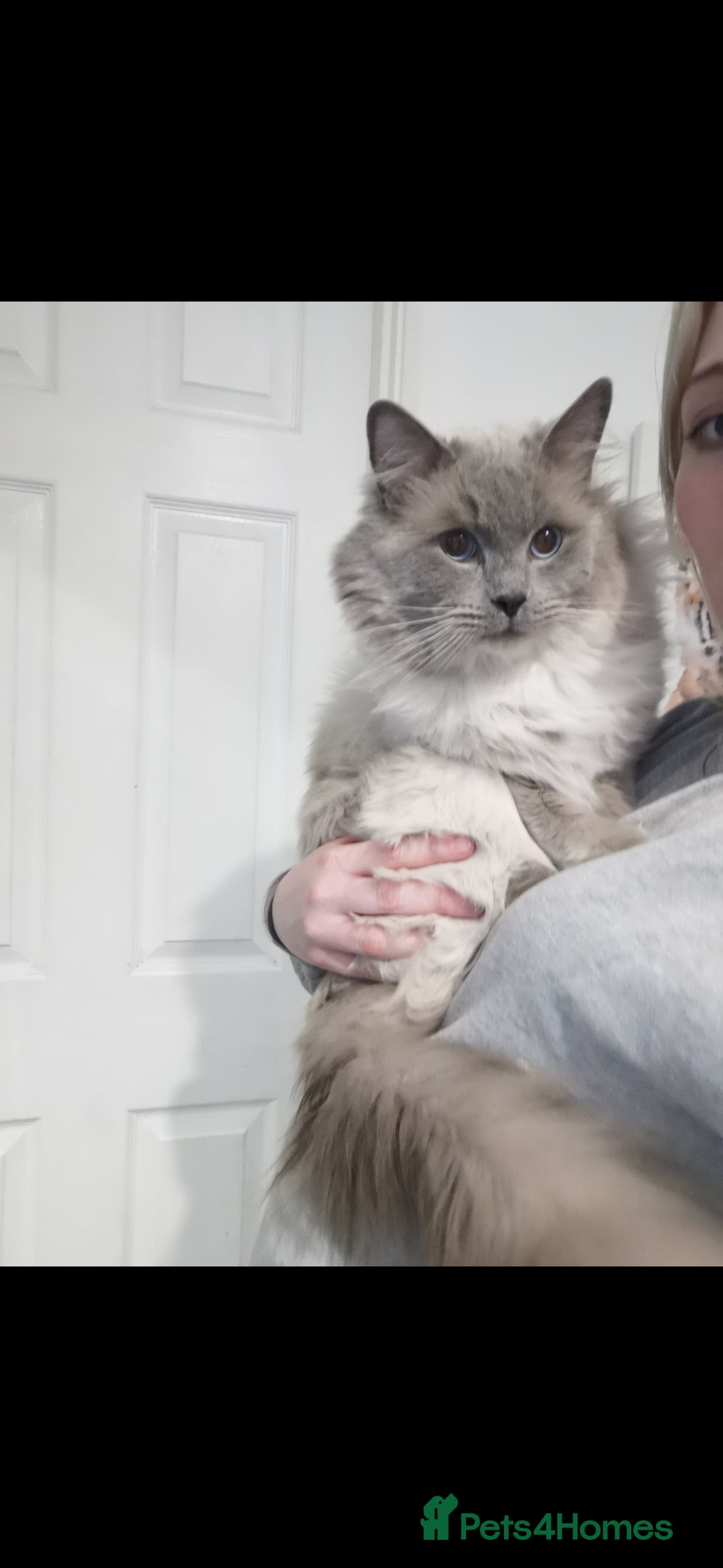 Ragdoll cats for sale: Pure breed health tested ragdoll kittens  - Image 19