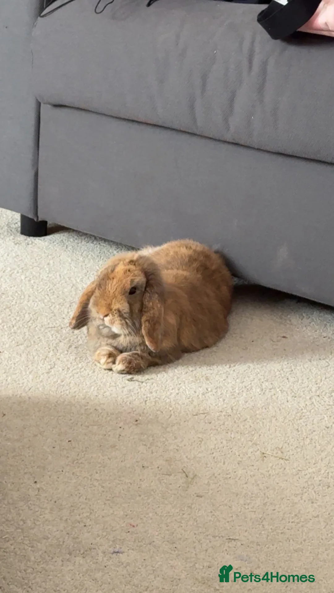 Mini Lop rabbits for sale: Mini lop rabbit  - Advert 2