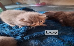Scottish Fold cats for sale: 7 kittens for sale - ready 16th december - Image 14