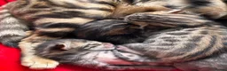 Bengal cats for sale: Beautiful Bengal Kittens – Ready for Loving Homes in Milton Keynes - Advert 4