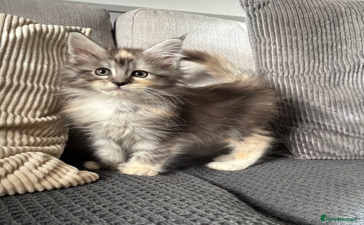 Maine Coon cats - Advert 2