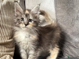 Maine Coon cats - Advert 5