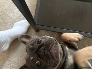 French Bulldog dogs - Advert 1