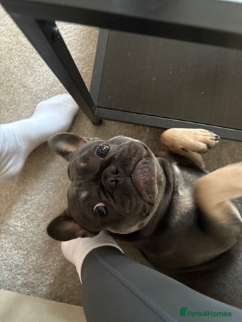 French Bulldog dogs - Advert 1