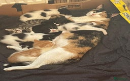 Mixed Breed cats for sale: 8 cute kittens for sale - 5 boys, 3 girls  - Image 20
