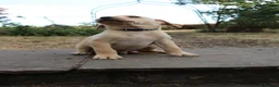 Labrador Retriever dogs for sale: Fox Red KC Labrador Puppies - Advert 14