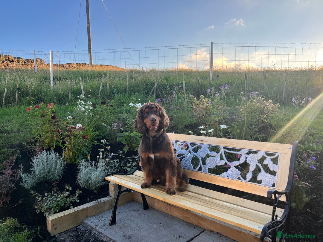 Cocker Spaniel dogs for stud: Working Cocker spaniel at stud - Advert 9