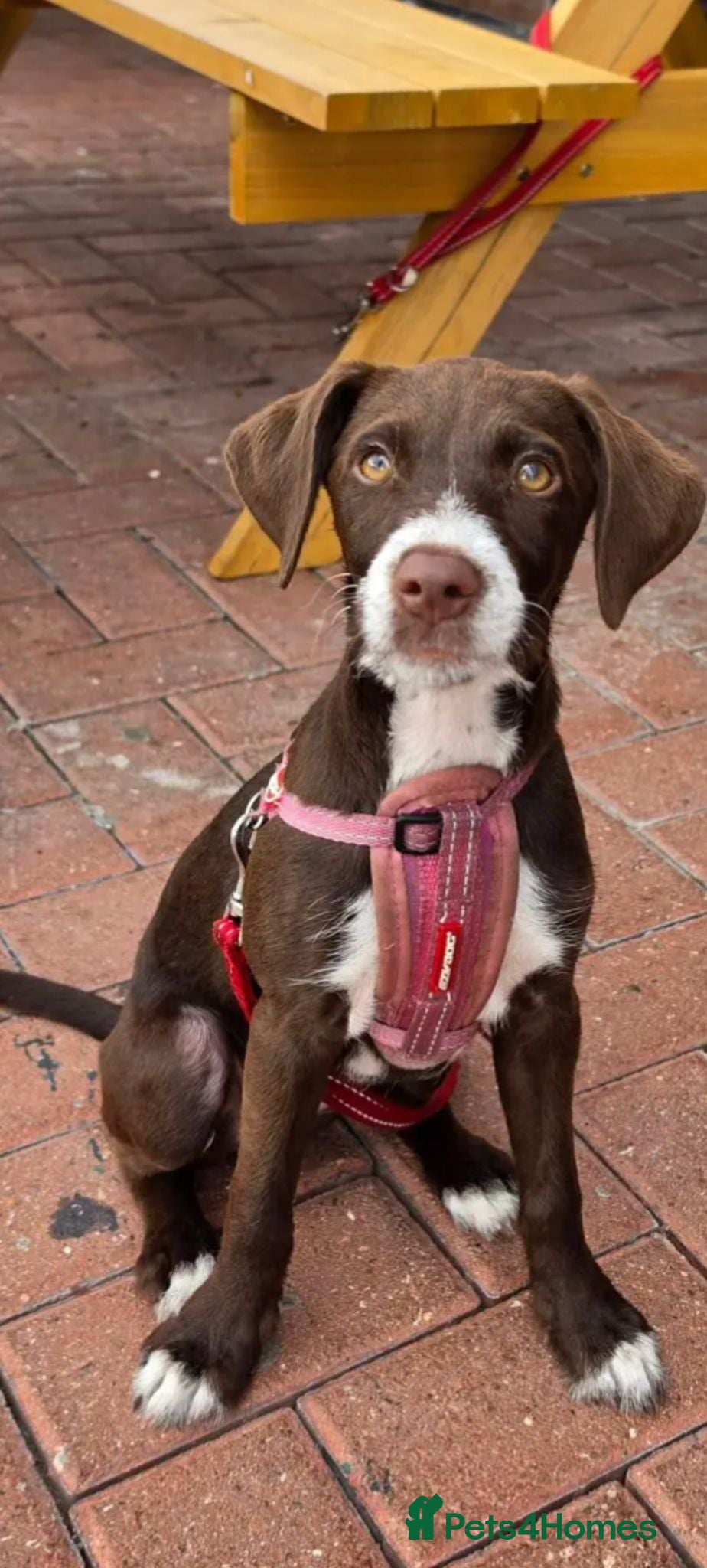 Mixed Breed dogs Nala three months - Advert 2