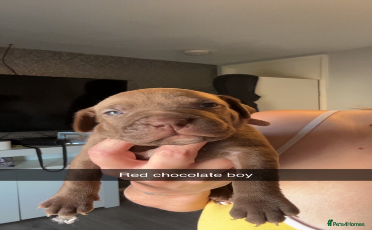 American Bully dogs - Advert 1