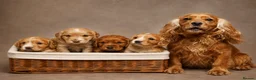 Cocker Spaniel dogs for sale: Beautiful girl pup working cocker  in Chatteris - Advert 8