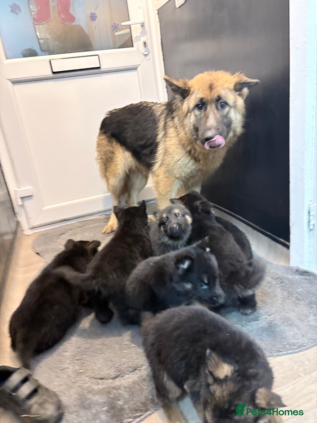 German Shepherd dogs for sale: German shepherd puppies - Advert 1