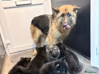 German Shepherd dogs German shepherd puppies - Advert 1