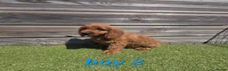 Cockapoo dogs for sale: 7 Adorable F1 Cockapoo pups ♥️🐕🐾 - Advert 9