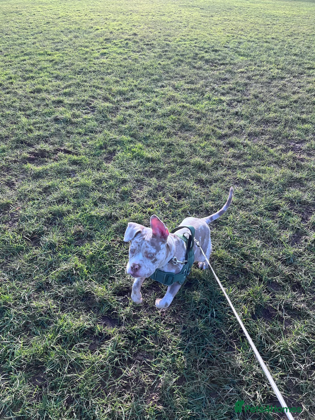 American Bully dogs for sale: Male Standard x pocket bully - Advert 2