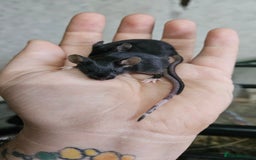 Mouse rodents for sale: Fancy mice females - Image 1