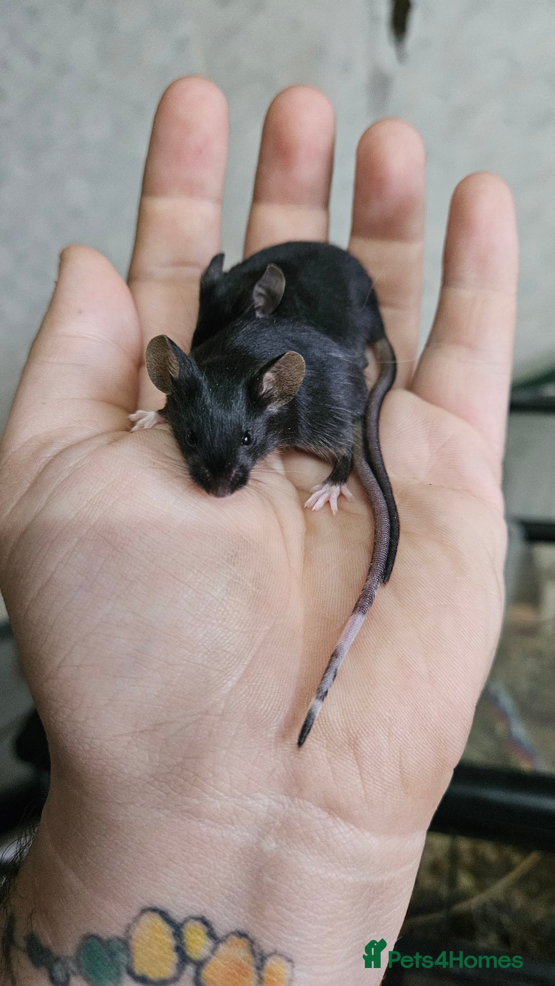 Mouse rodents for sale: Fancy mice females - Image 1